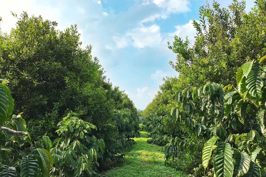 Đắk Lắk: Kinh tế tuần hoàn trong sản xuất cà phê