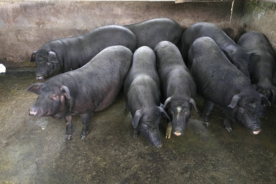 Xử lý chất thải hữu cơ, phát triển sinh khối: Giải pháp xây dựng nông thôn mới xanh và bền vững