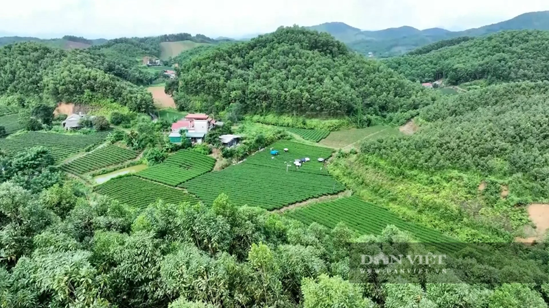 Thái Nguyên nâng cao giá trị nông sản từ mô hình hợp tác xã chăn nuôi hiện đại