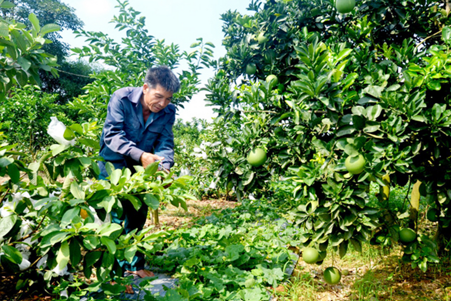 Quản lý sức khỏe cây trồng tổng hợp - Hướng đi cho nông nghiệp xanh Tuyên Quang