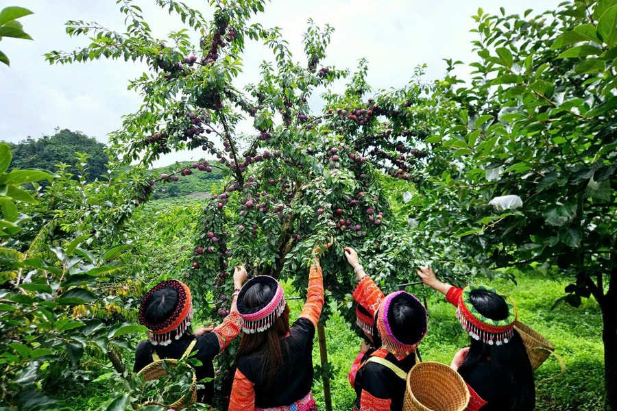 Giảm nghèo bền vững từ sinh kế xanh và liên kết chuỗi giá trị