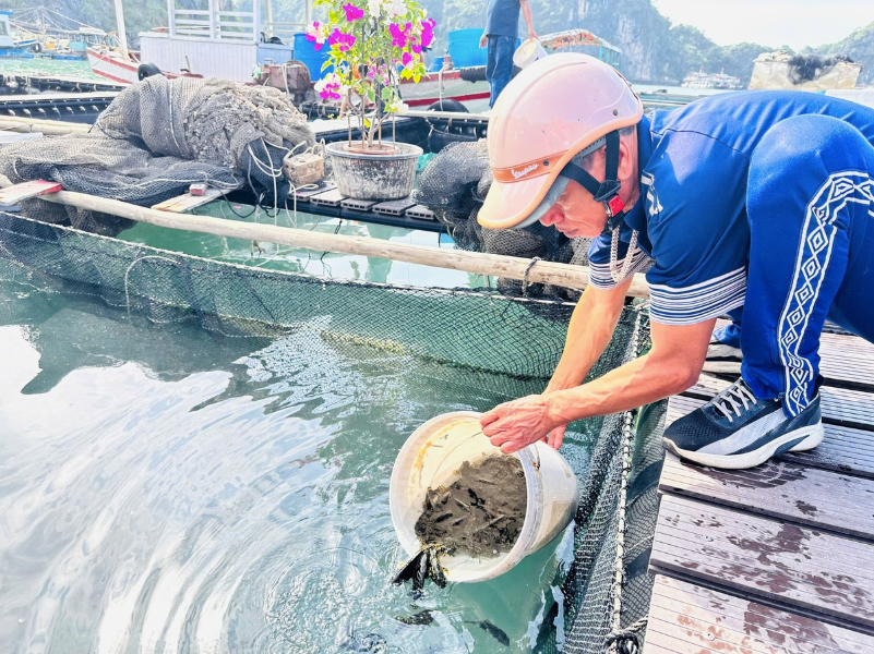 Mô hình nuôi cá song trân châu bằng lồng HDPE trên biển đạt chứng nhận VietGAP