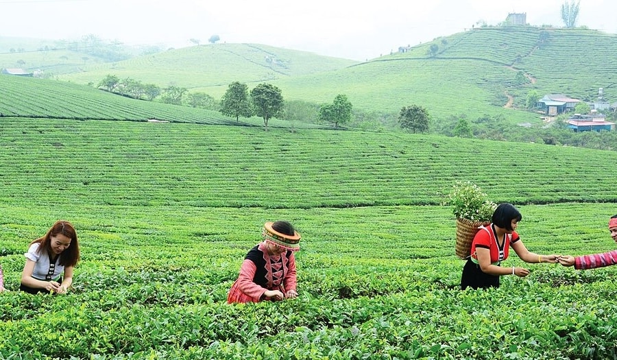 Kinh tế tập thể Sơn La: Từ liên kết sản xuất đến giảm nghèo bền vững