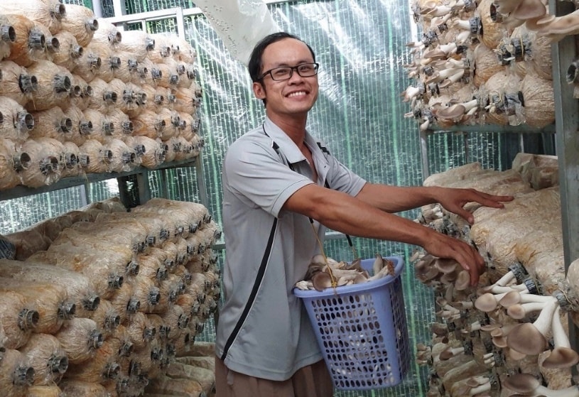 Từ công nghệ đến sinh kế bền vững: Câu chuyện của Hợp tác xã Nấm Tam Đảo