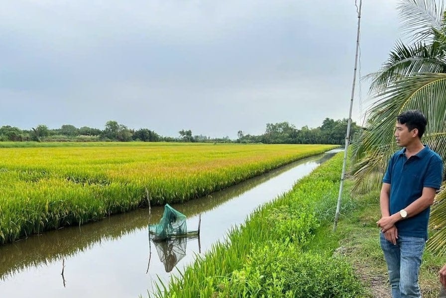 Nâng cao giá trị nông sản từ mô hình liên kết sản xuất lúa - tôm