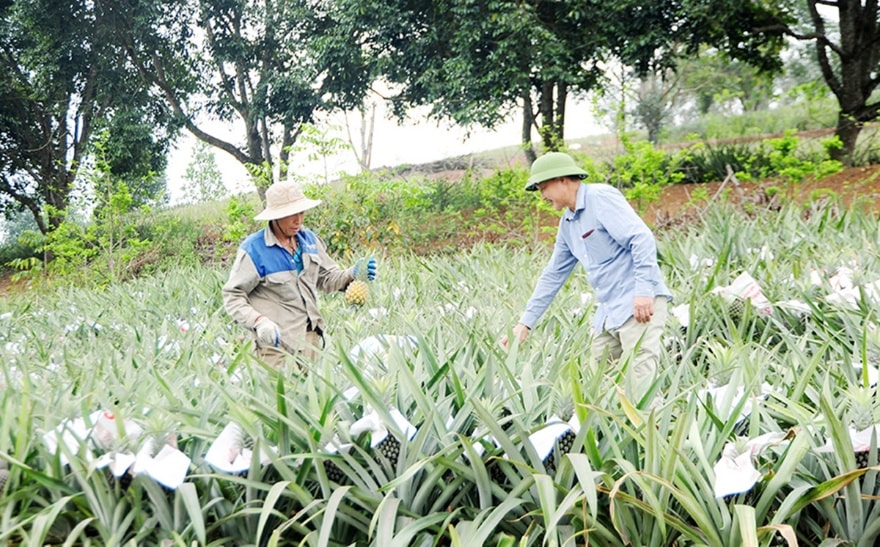 Hợp tác xã Dứa sạch Hương Sơn - Hạt nhân liên kết sản xuất nông sản sạch, nâng cao giá trị cây dứa