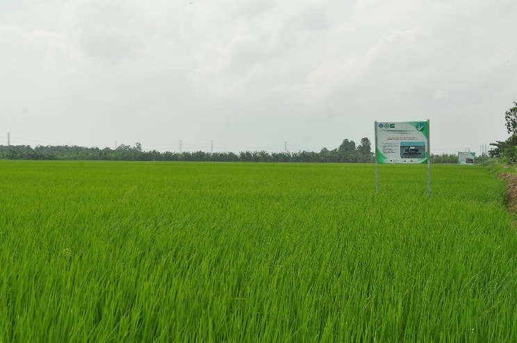 HTX nông nghiệp Chợ Vàm: “bà đỡ” của vùng lúa hàng hóa ven sông ở An Giang