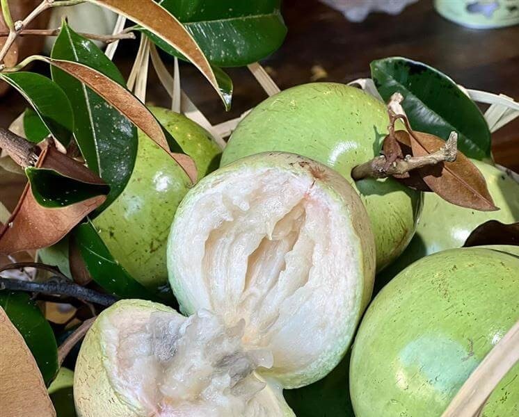 Hướng đi kinh tế từ Vườn ăn trái Trường Khương A