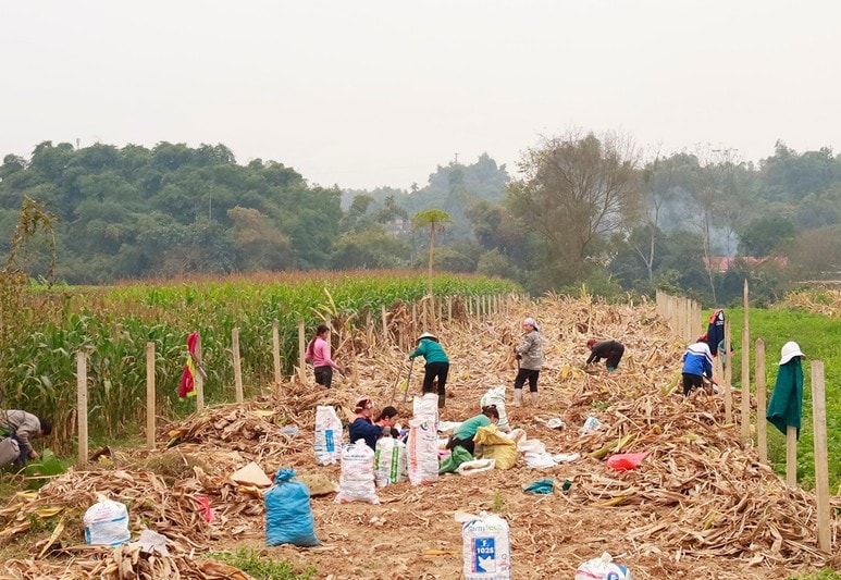 Phường Bắc Kạn phát huy mô hình hợp tác xã trong giảm nghèo bền vững