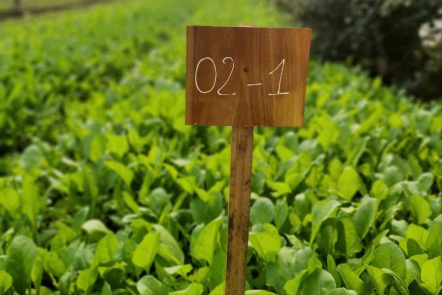 Hưng Yên vượt đích giảm nghèo chỉ sau bốn năm