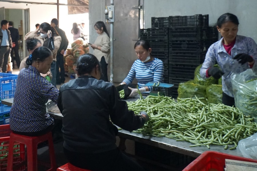 Tái cơ cấu nông nghiệp nâng cao giá trị nông sản địa phương