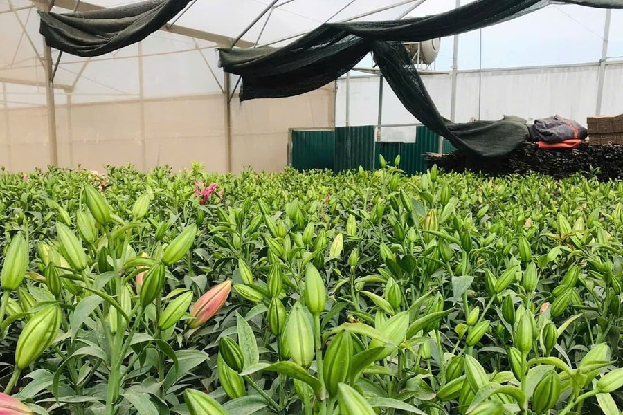 Động lực tái cấu trúc nông thôn trong giai đoạn mới