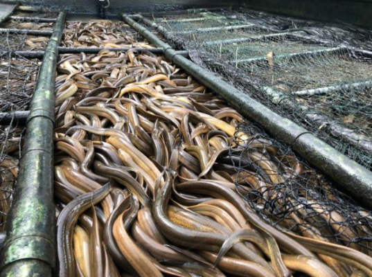 Nuôi lươn đồng không bùn bằng thức ăn thảo dược: Hướng đi mới cho thủy sản bền vững ở Hải Phòng