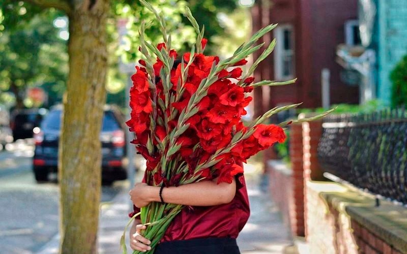 Hai giống lay ơn tiềm năng mở lối thương hiệu hoa Ninh Bình