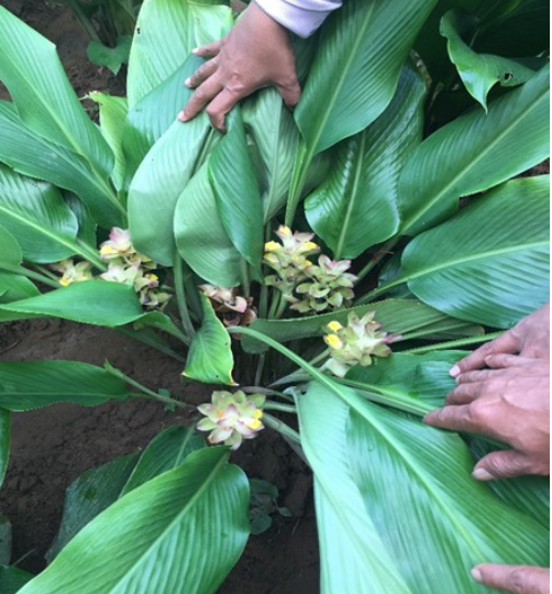 “Đánh thức” Ngải trắng - Hành trình đưa dược liệu bản địa thành sản phẩm chăm sóc sức khỏe hiện đại