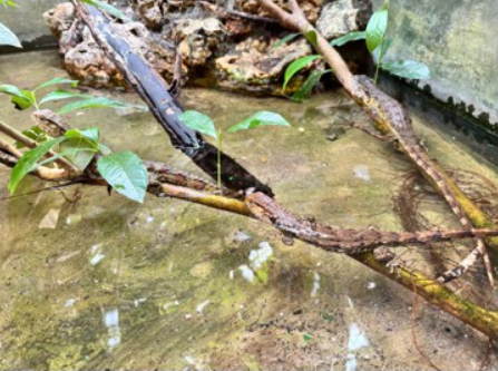 Bước tiến khoa học trong bảo tồn nguồn gen: Hồi sinh Thằn lằn cá sấu tại Việt Nam