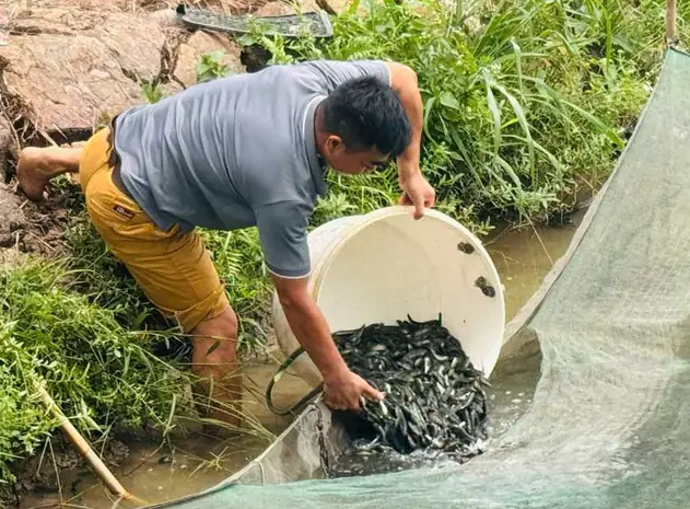 Cá chuối hoa “lên sàn” chuỗi giá trị: Mô hình nuôi mới mở hướng phát triển thủy sản Hải Phòng
