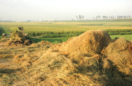 Hải Phòng: Sản xuất viên nén rơm rạ theo mô hình tích hợp giảm phát thải