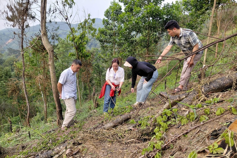 Kiểm tra tiến độ xây dựng mô hình trồng, sơ chế Giảo cổ lam đạt chuẩn GACP-WHO tại Cao Bằng