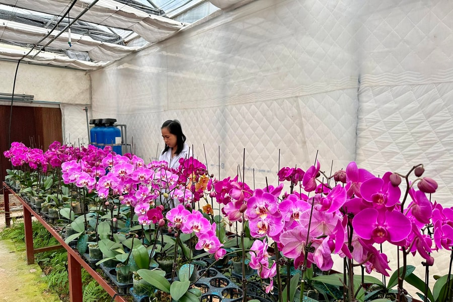 Ứng dụng khoa học công nghệ bảo tồn và phát triển Lan Kim tuyến và một số loại lan khác tại Cao Bằng