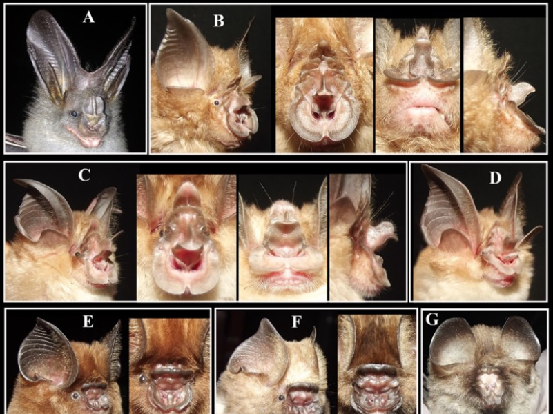 Dơi không phải nguồn lây COVID-19: Nghiên cứu mới tại Đồng bằng sông Cửu Long