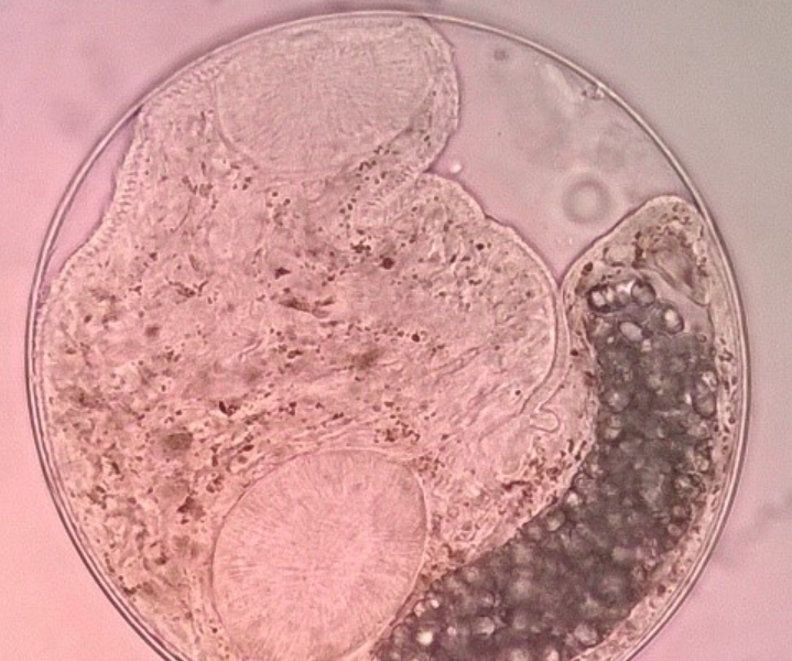 Mô hình một sức khỏe mở hướng kiểm soát ký sinh trùng miền núi phía Bắc