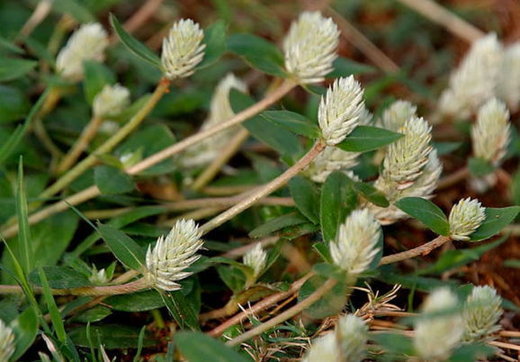 Giải mã tiềm năng cây Nở ngày đất: Hướng mới hỗ trợ điều trị bệnh gút từ dược liệu Việt