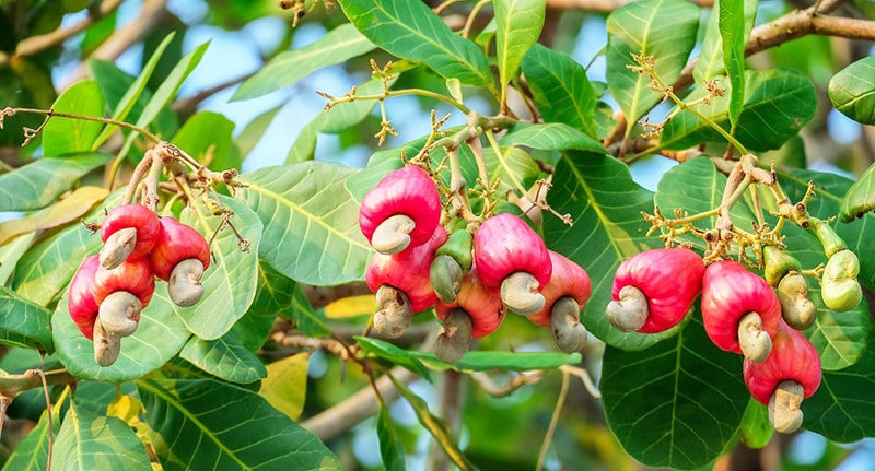 Biến hạt điều thành “pate chay”