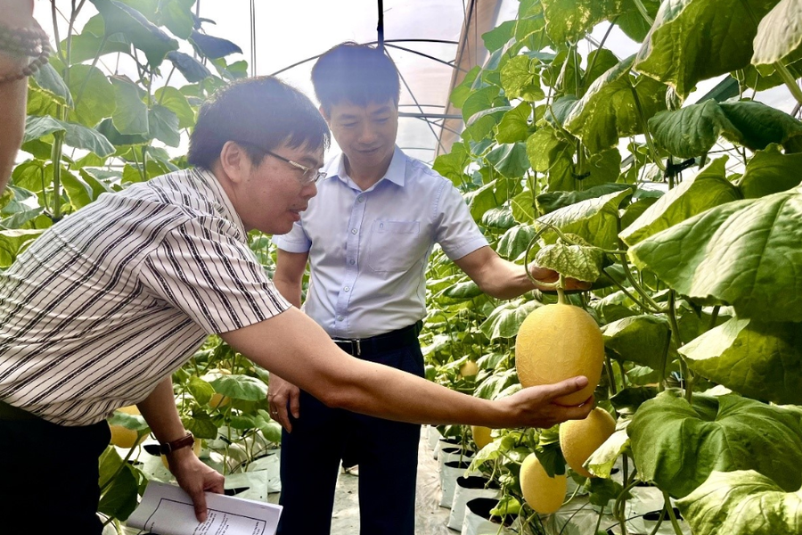 Đèn LED “thắp sáng” nông nghiệp công nghệ cao Hải Phòng