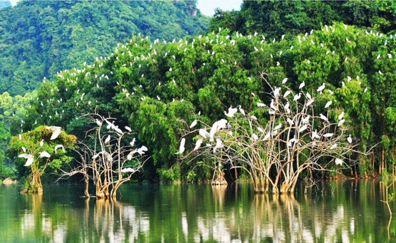 TP. Hồ Chí Minh: Nghiên cứu giải pháp làm giàu rừng ngập mặn Cần Giờ