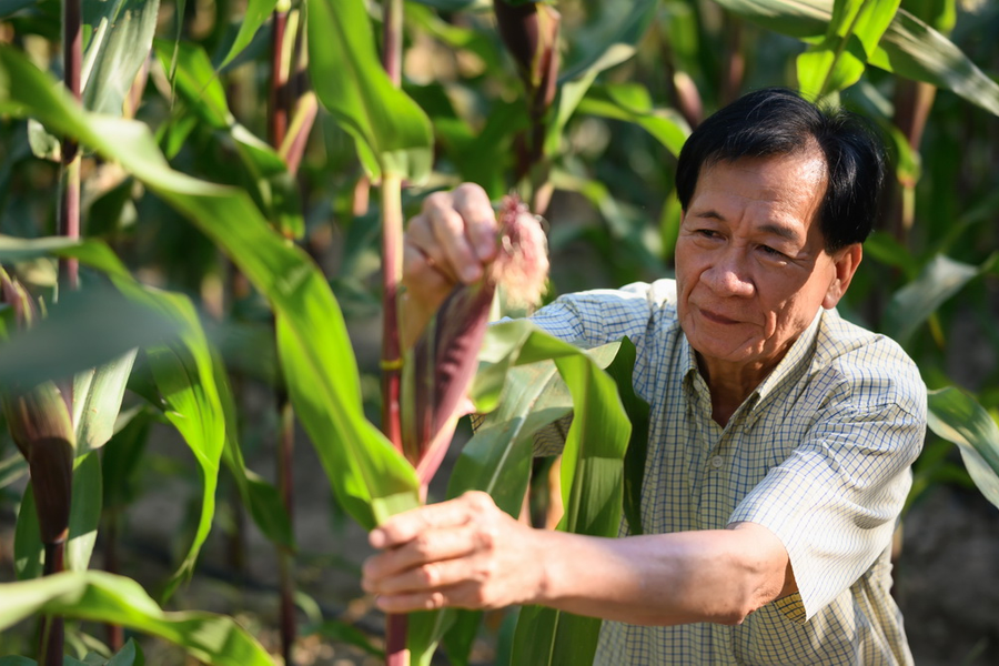 Cây trồng biến đổi gen tiếp tục mở rộng toàn cầu sau gần 30 năm thương mại hóa