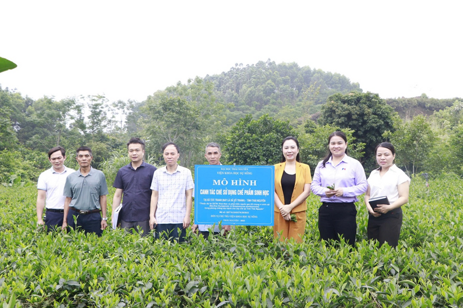 Hiệu quả bước đầu của chế phẩm sinh học trên cây chè tại Thái Nguyên