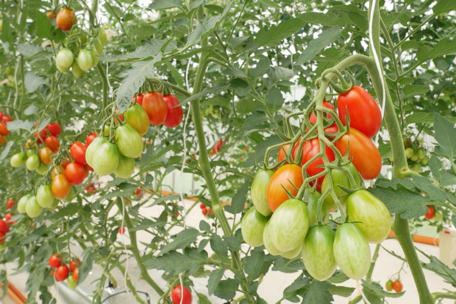 Châu Âu thông qua quy định mới về kỹ thuật di truyền: Tạo động lực cho đổi mới giống cây trồng