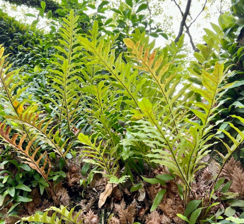 Nhân giống, phục hồi và phát triển sản phẩm từ cây Cốt toái bổ