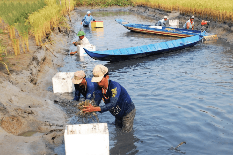 Cà Mau: Ứng dụng công nghệ nâng cao giá trị tôm càng xanh