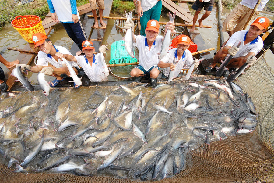 Trường Đại học Nông Lâm TP Hồ Chí Minh: Phát triển kỹ thuật chẩn đoán hình ảnh bằng siêu âm trong sản xuất giống cá tra và cá lăng