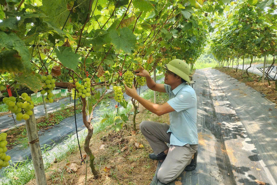 Từ bục giảng đến nông trại thông minh